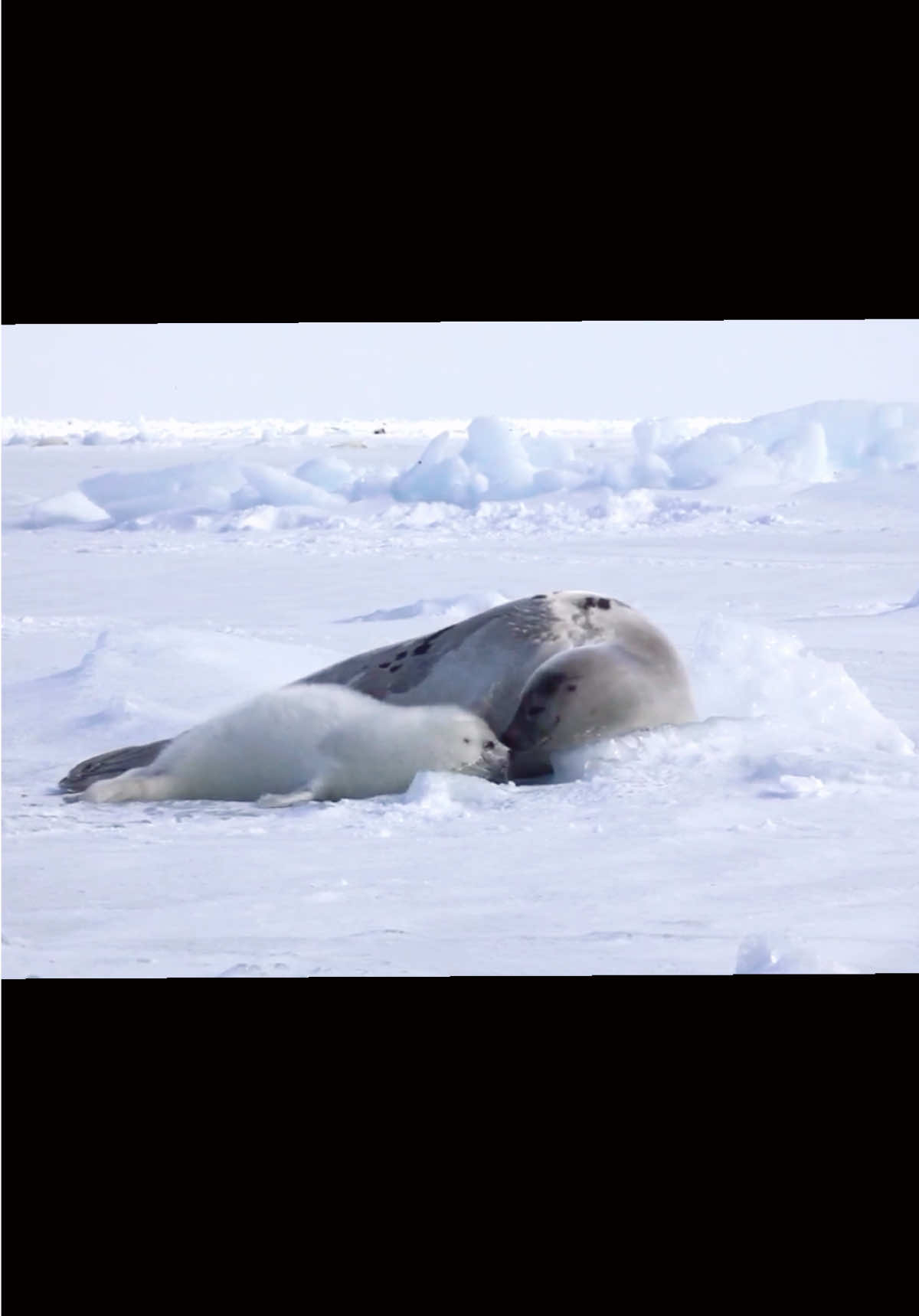 @seal lover 🦭⋆˚꩜｡⋆˚🩵