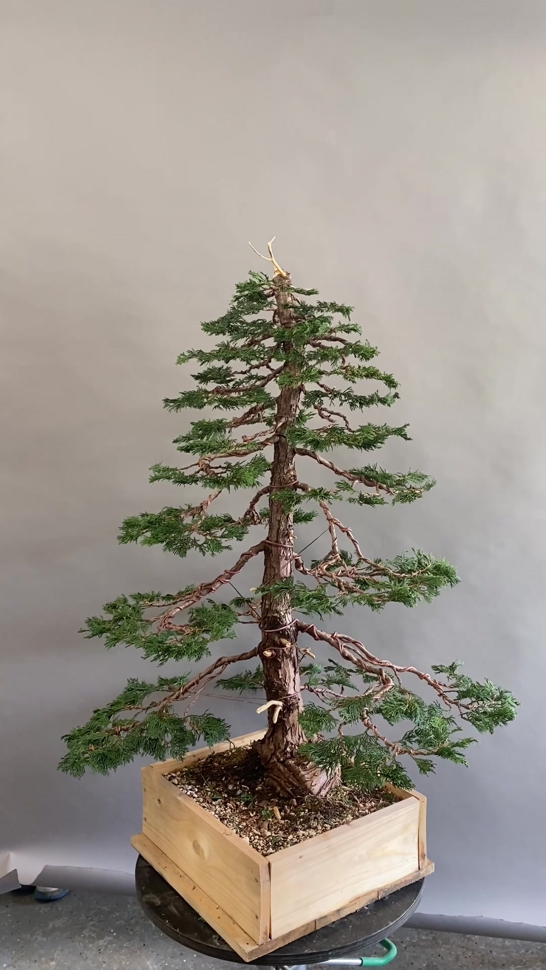@Bonsai Movement