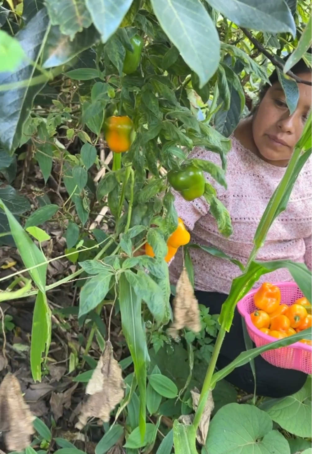 @Las Curiosidades de mamá
