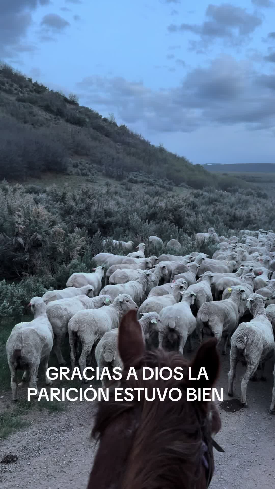 @papuchito 👨🌾🫏
