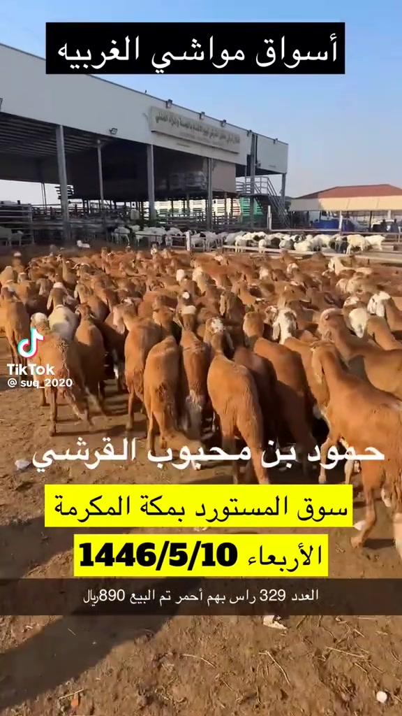 @mohamed_ksa0