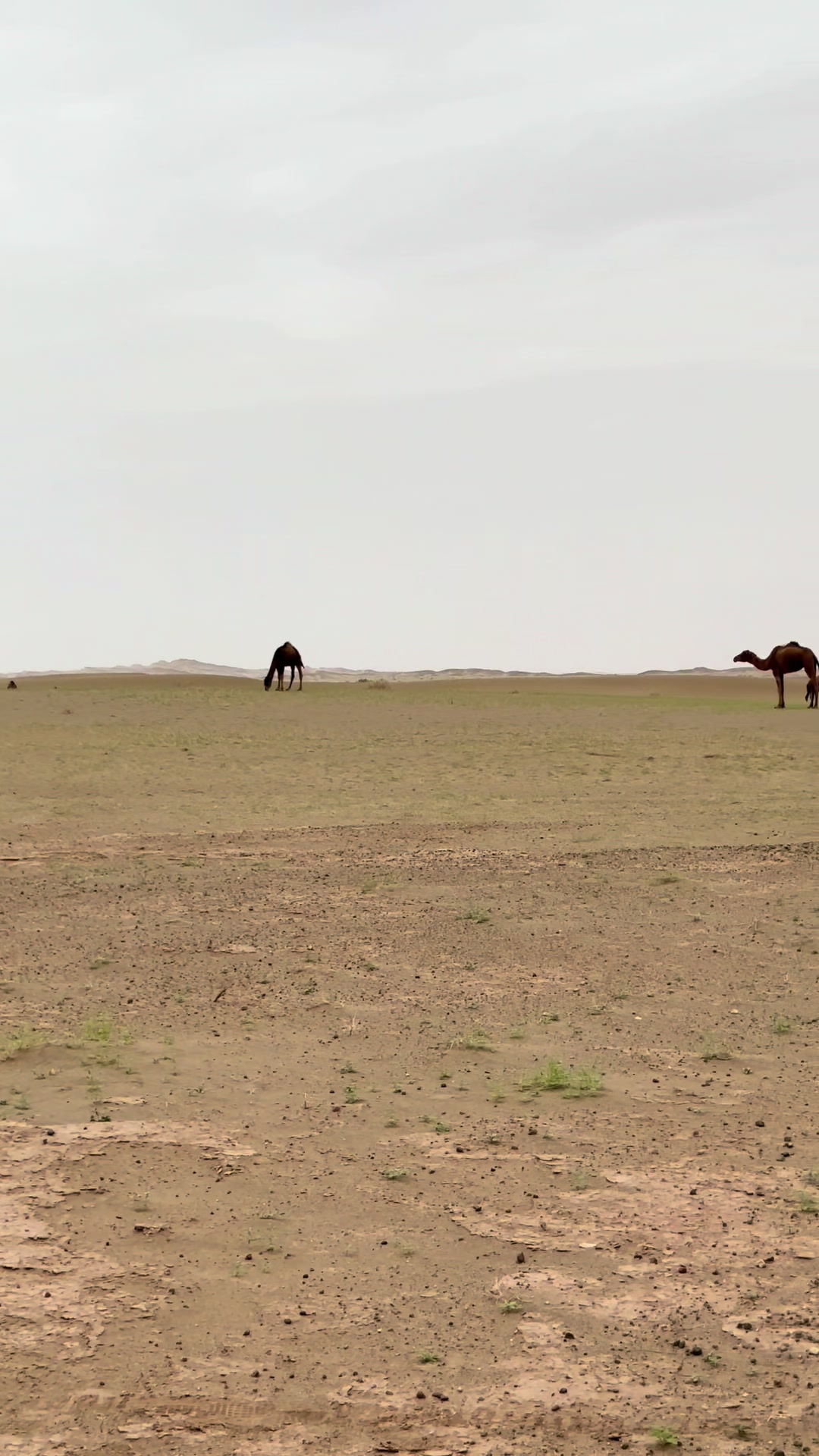 @بلوچستان عشق است 🐪🏜️🪶