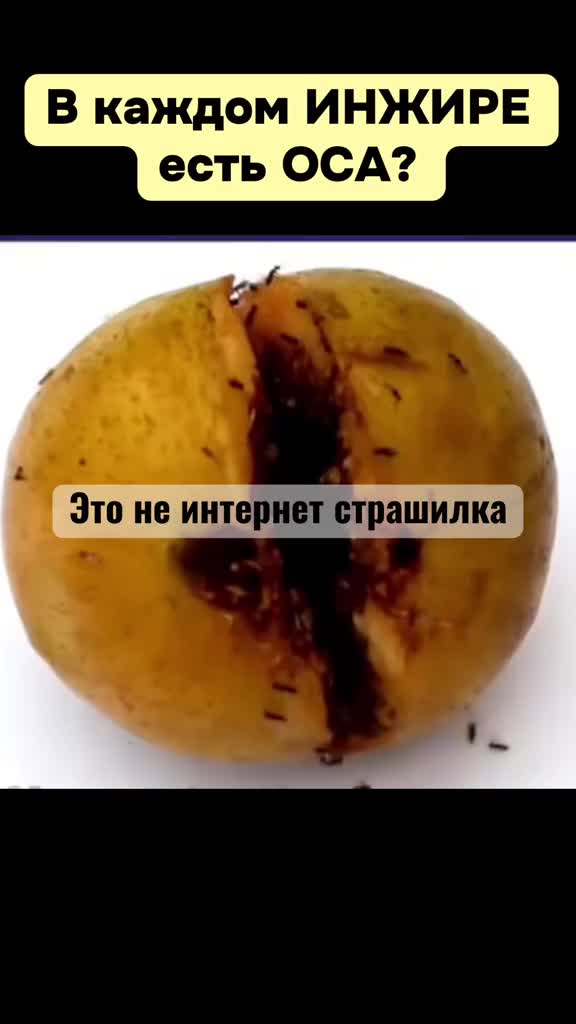 @Tanya Meir