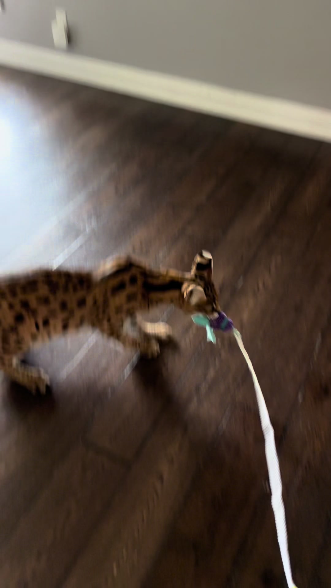 @milo the serval