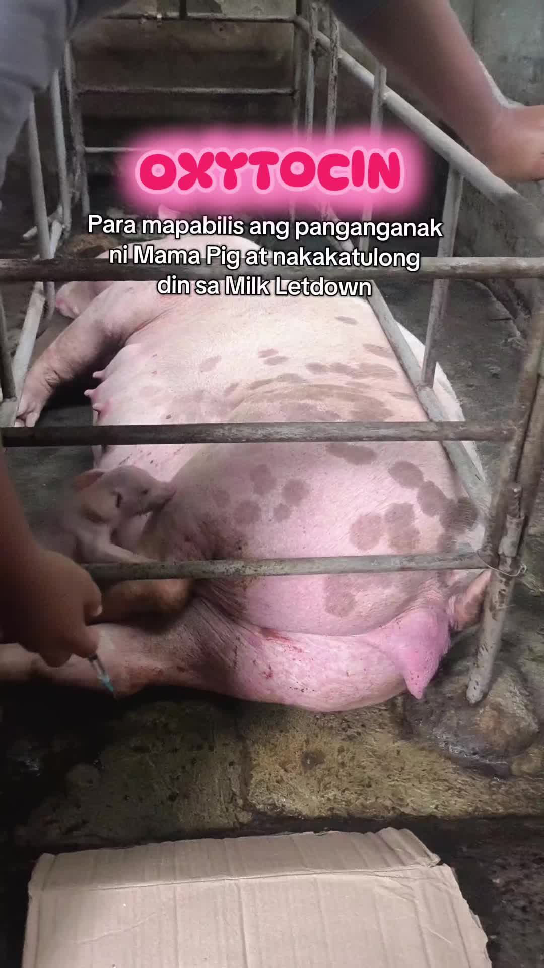 @Marj Pig Farm Vlogs