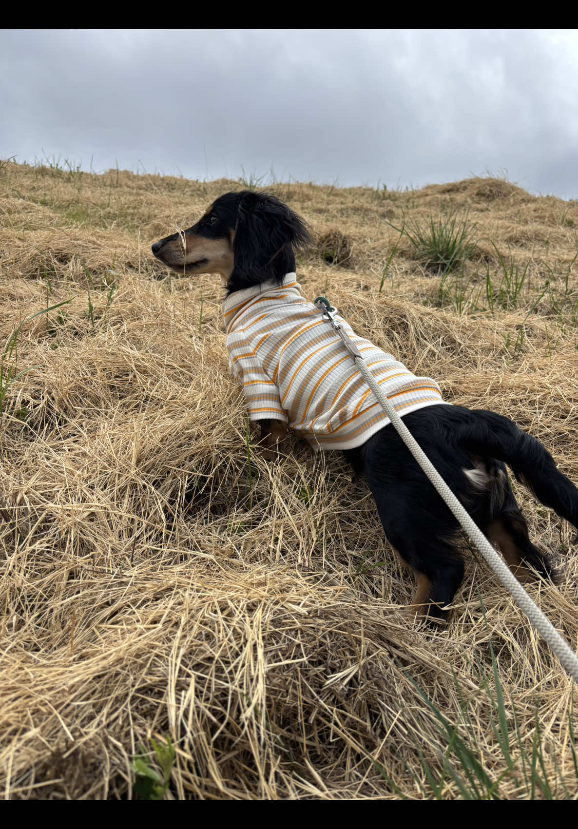 @Eppe | Mini Dachshund