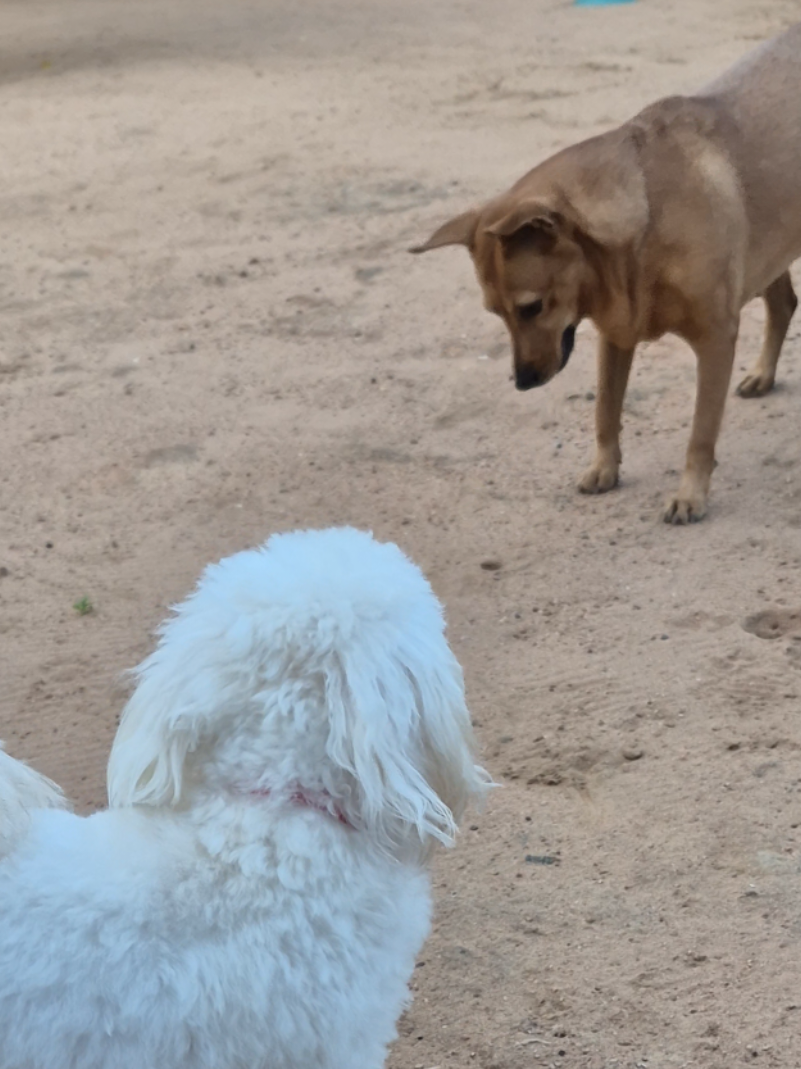 @Bimba/Nikita/Bruno🦴🐕
