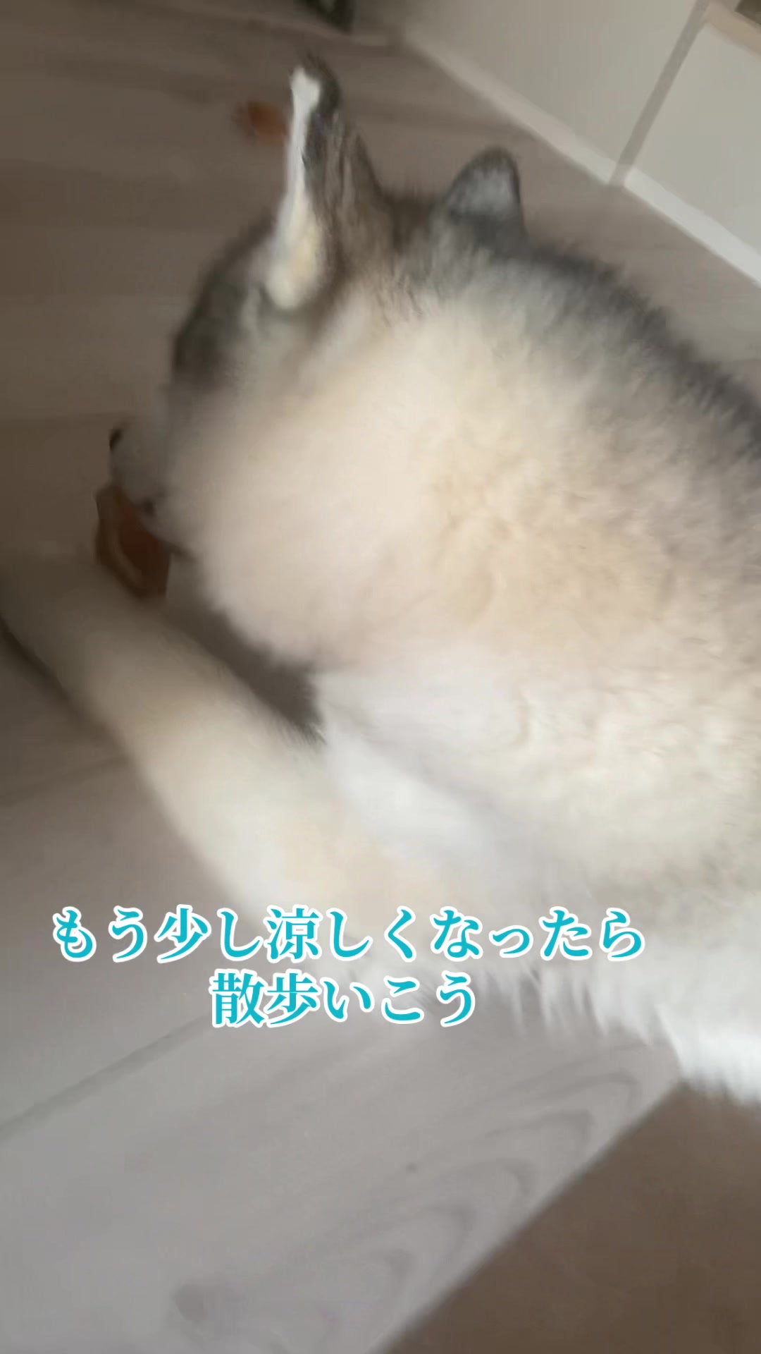 @サン☀️とムーン🌙