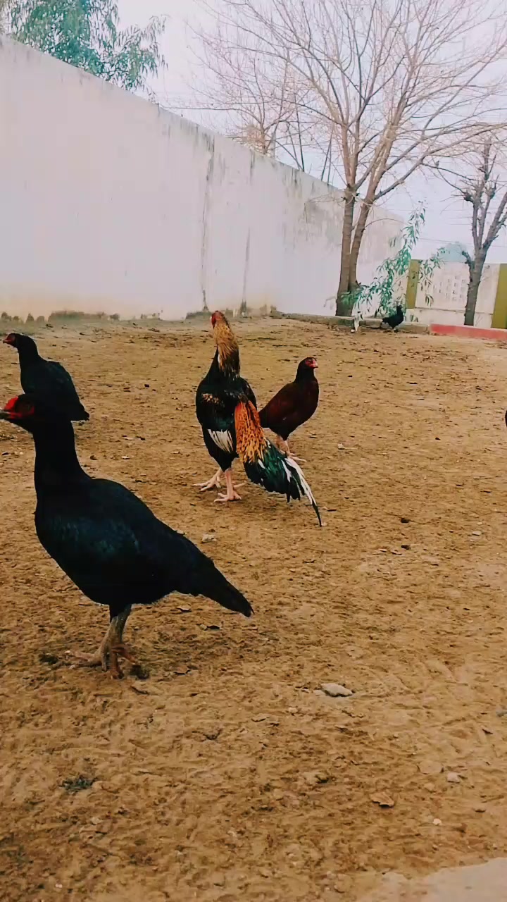 @Mr_Ak💗🤟