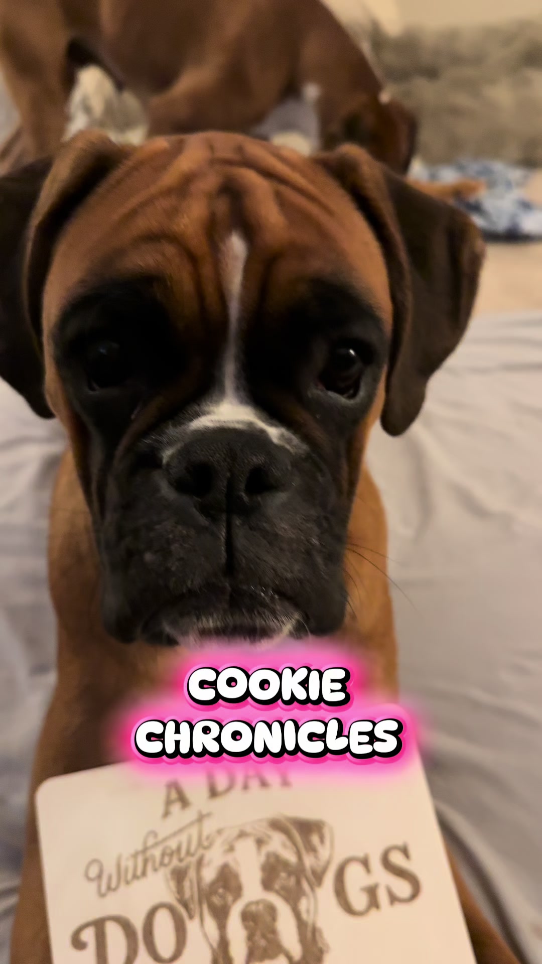 @boxermadness