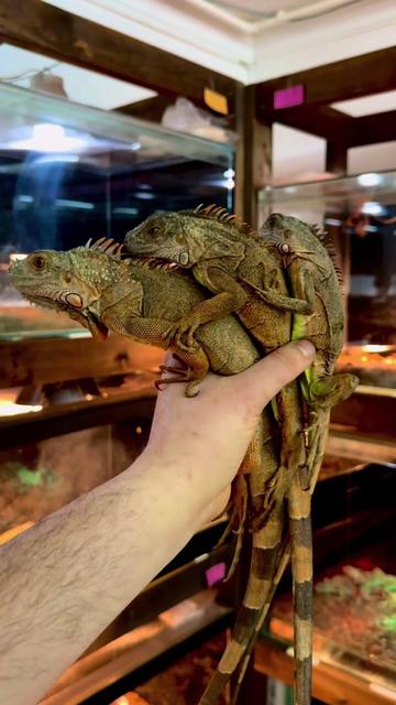 @KANMAZ PETSHOP