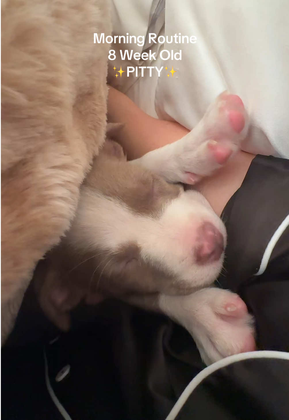 @Millie The Pitty