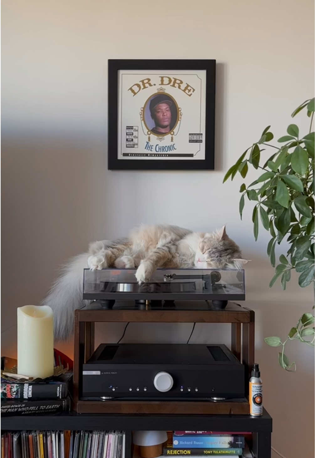@Leon The Vinyl Cat