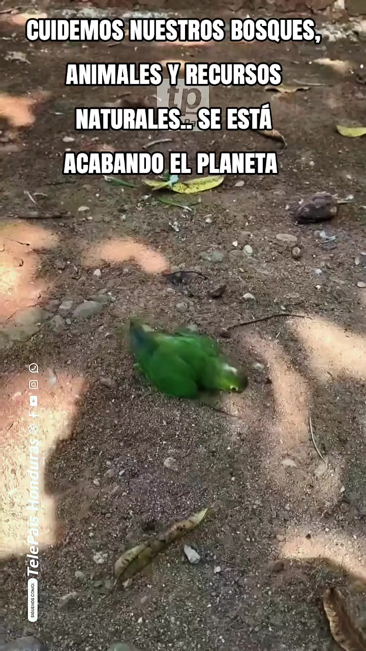 @Angel Osuna B.