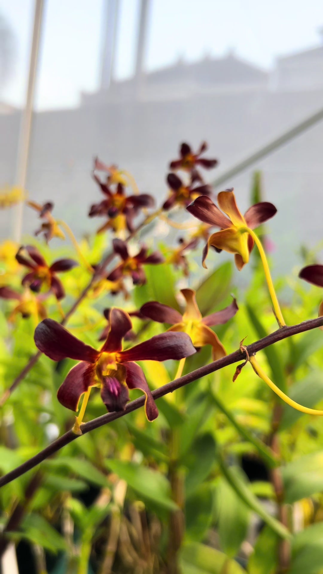 @Anggina Orchid