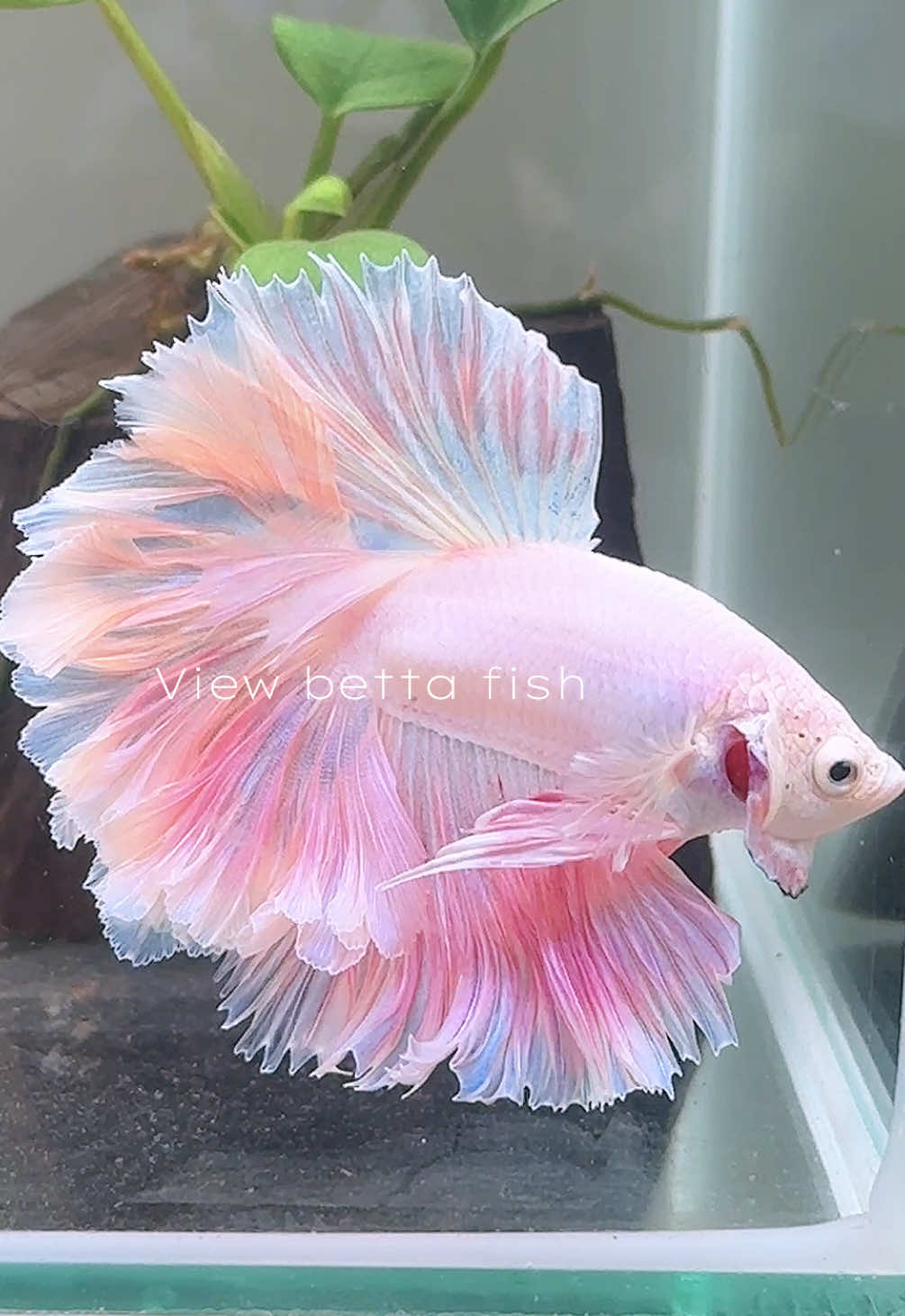 @วิวอยากเลี้ยงปลากัด🐠
