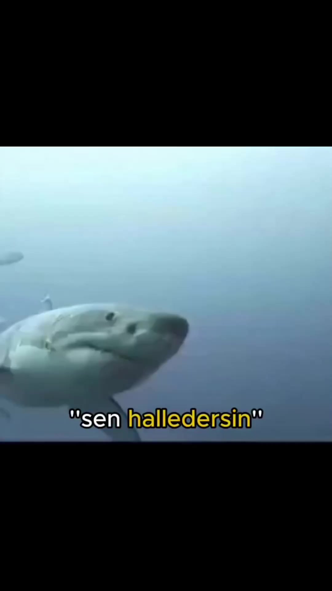 @Rəsul Dərviş