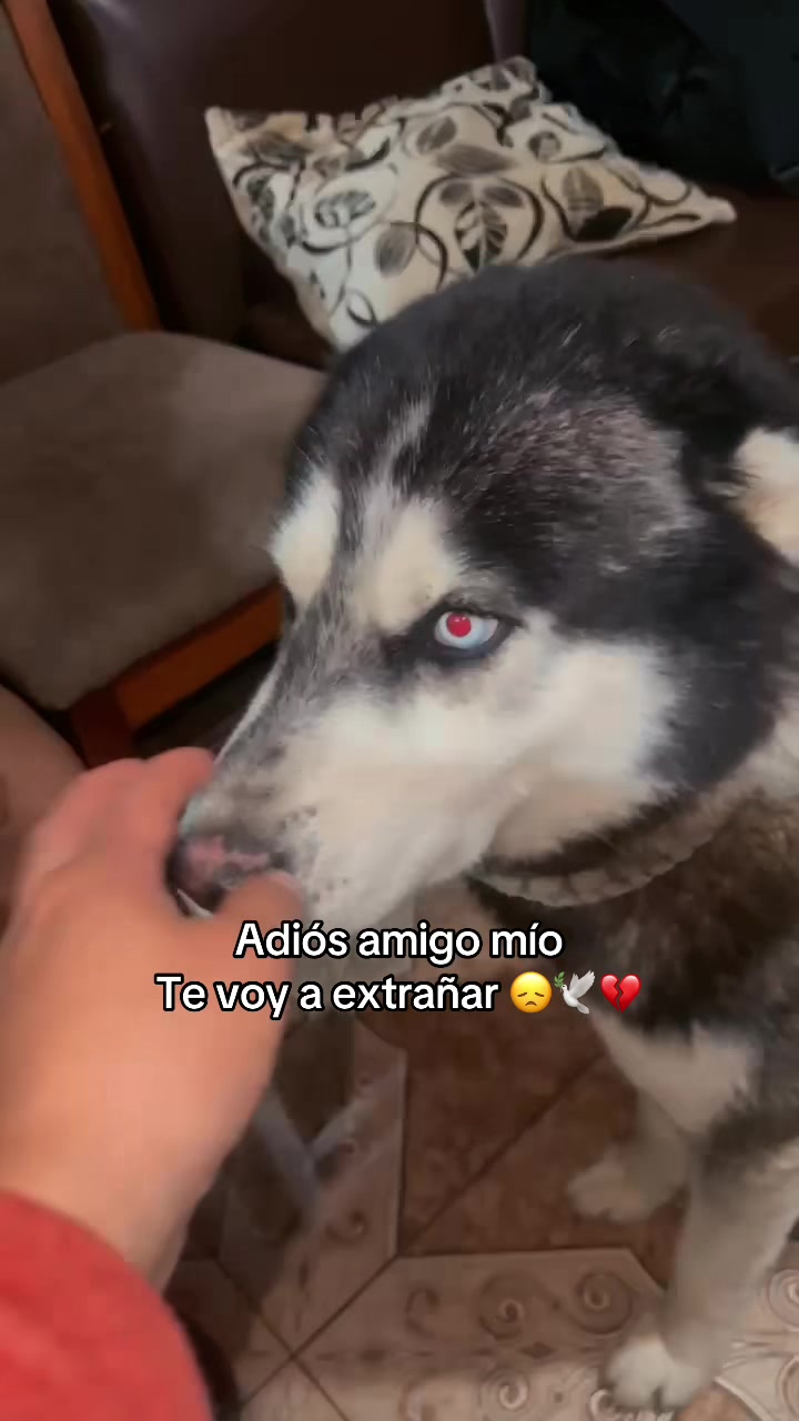 @乂 Wilͥᴍeͣrͫ ࿐🕊️🐺