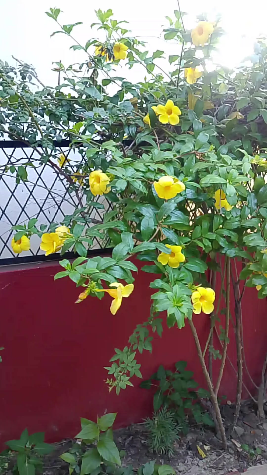@फुलगेन यादव