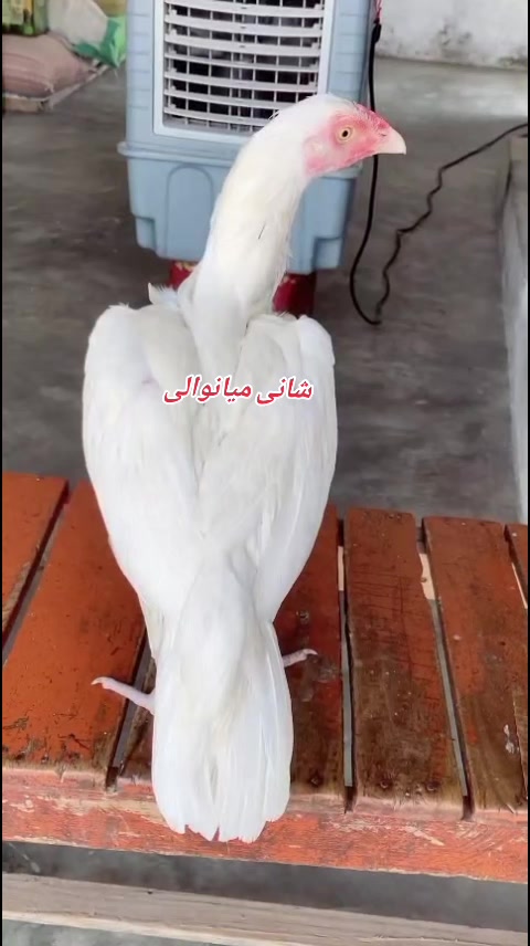 @Shani.Mianwali