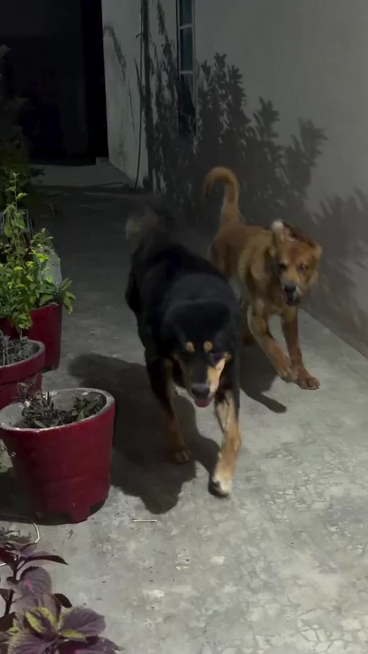 @Kashmiri_Bakrwal_Dog