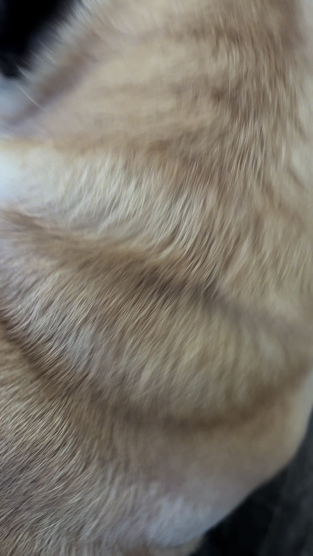 @pugSofyHarry