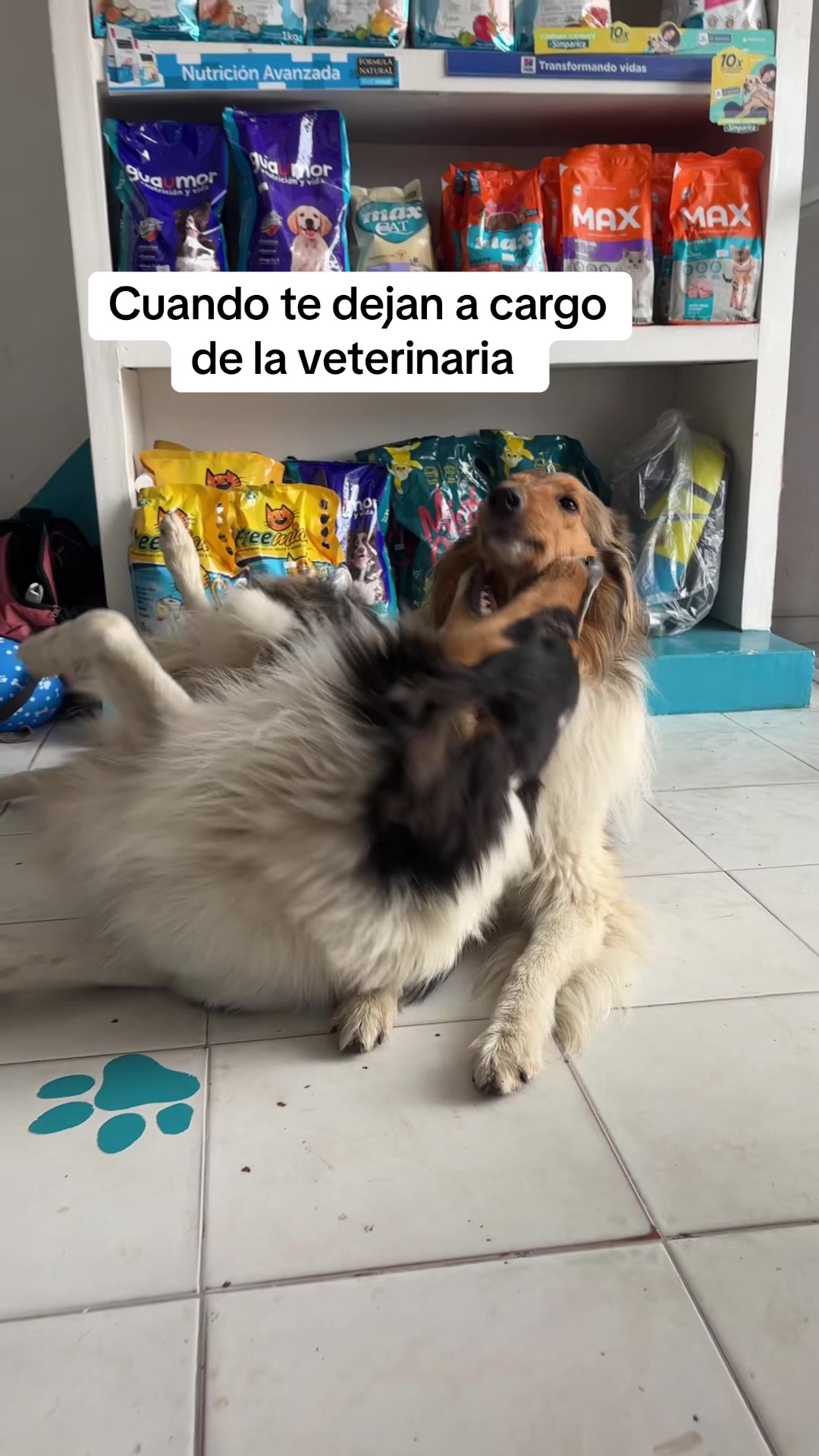 @Animal Small