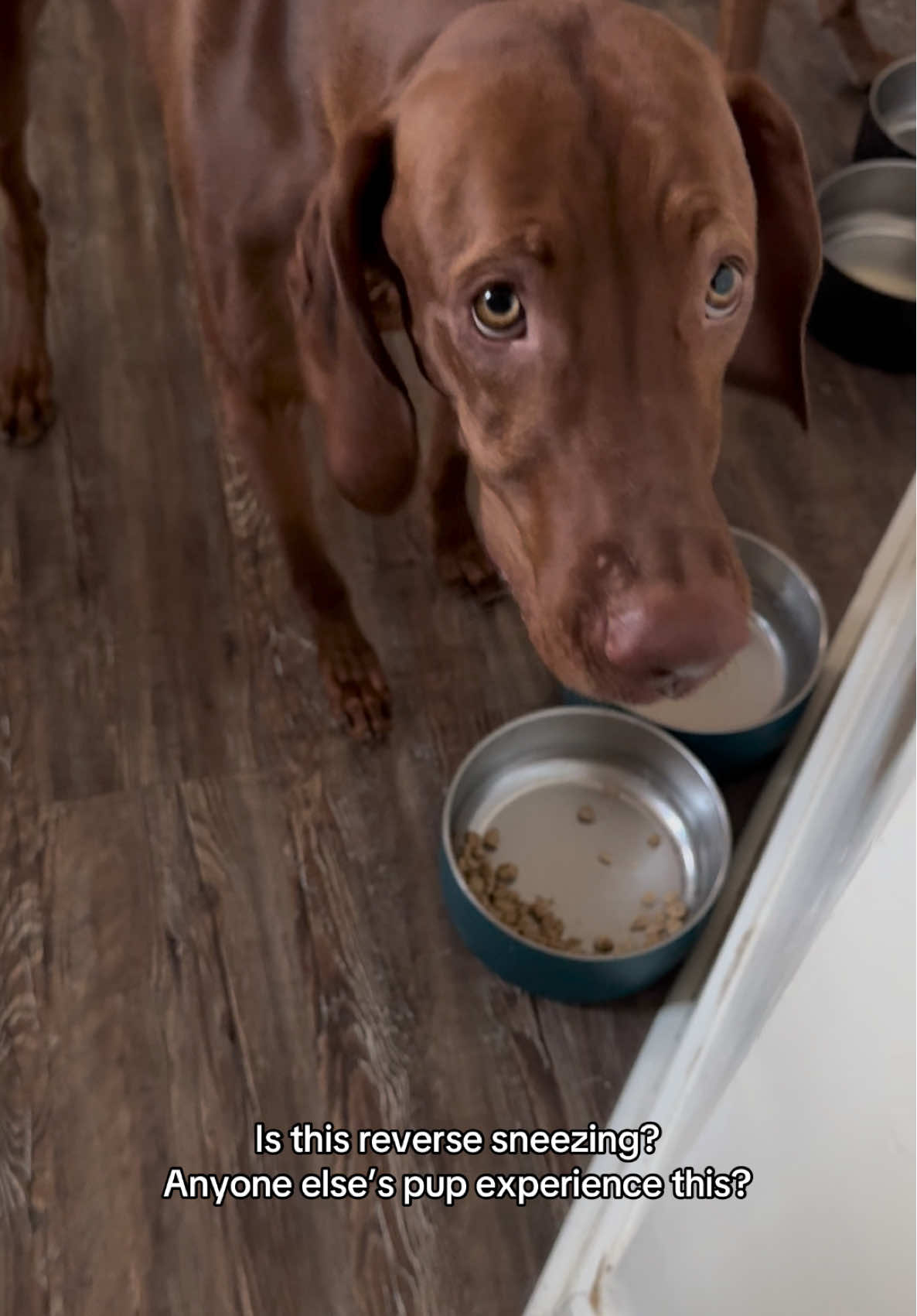 @Tycho the vizsla