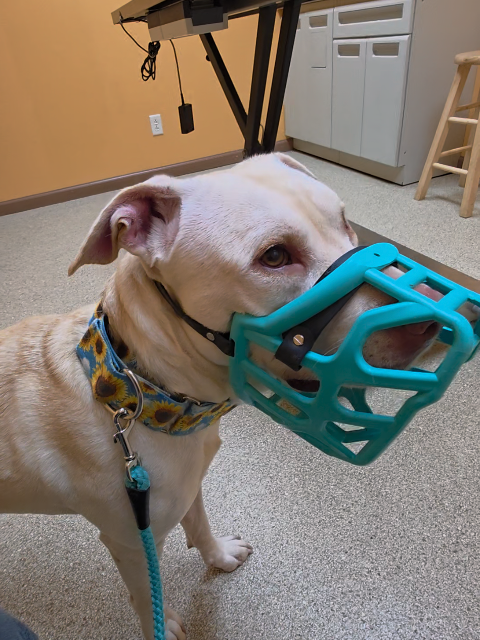 @Canine Wonders Training