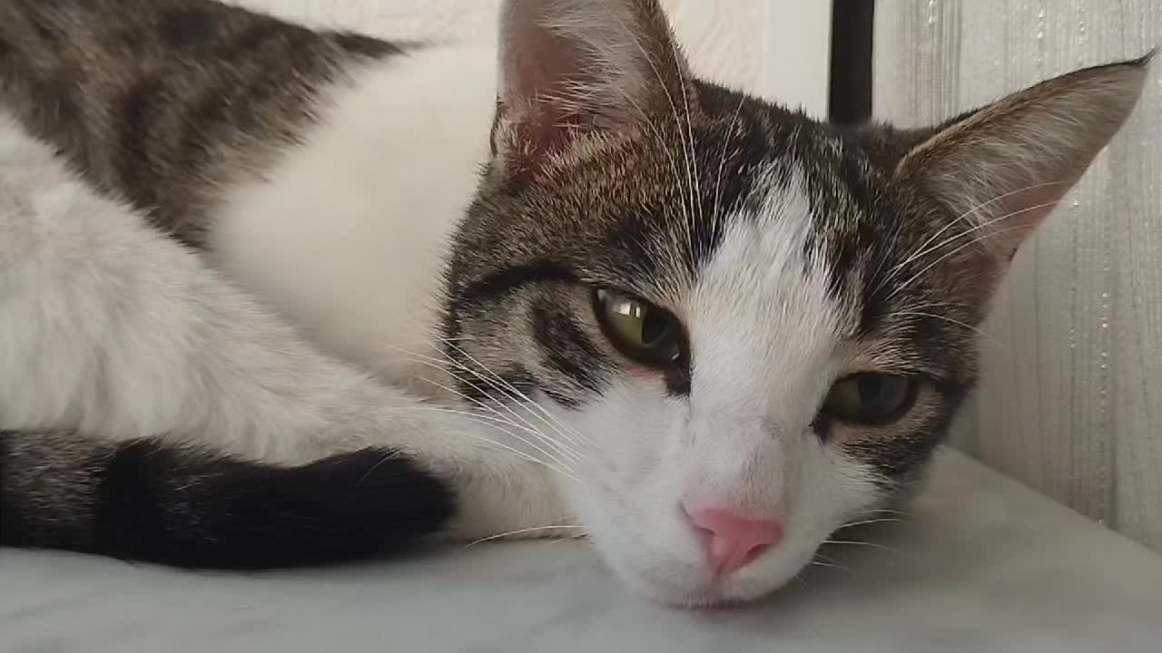 @miniş