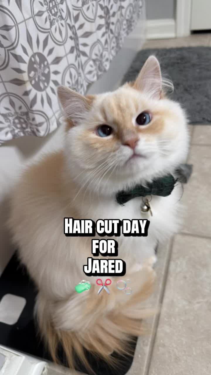 @jaredthecrosseyedcat