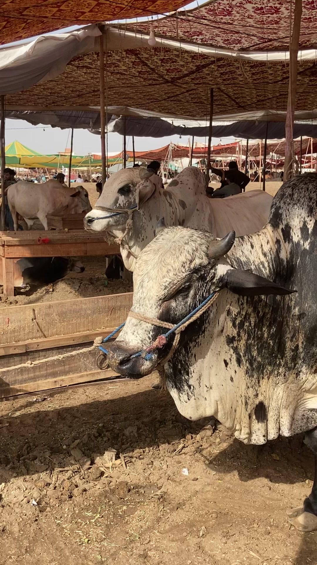 @cattle update Hyderabad