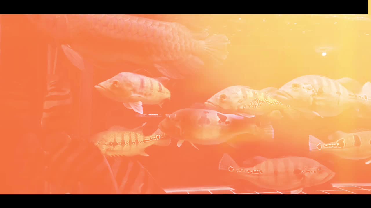 @Reza.Italiano