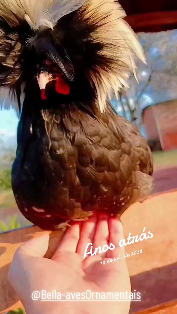 @Bella-aves Ornamentais