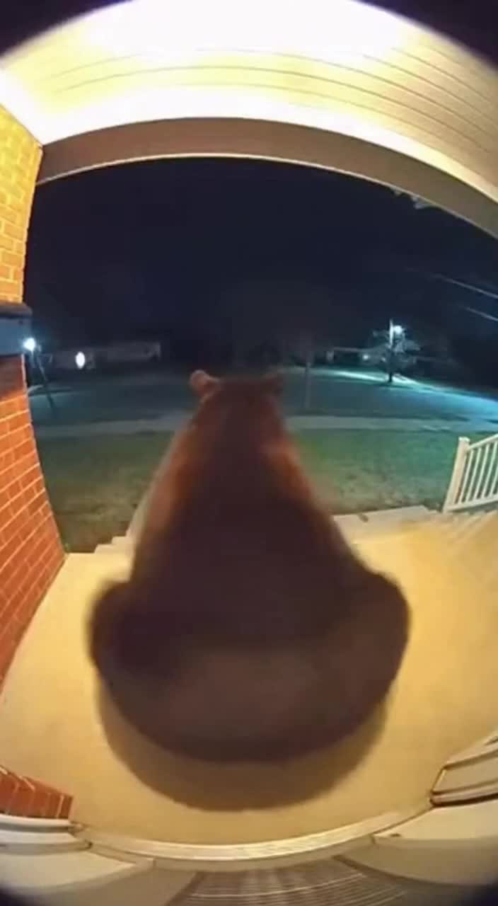 @petsmadnesstv