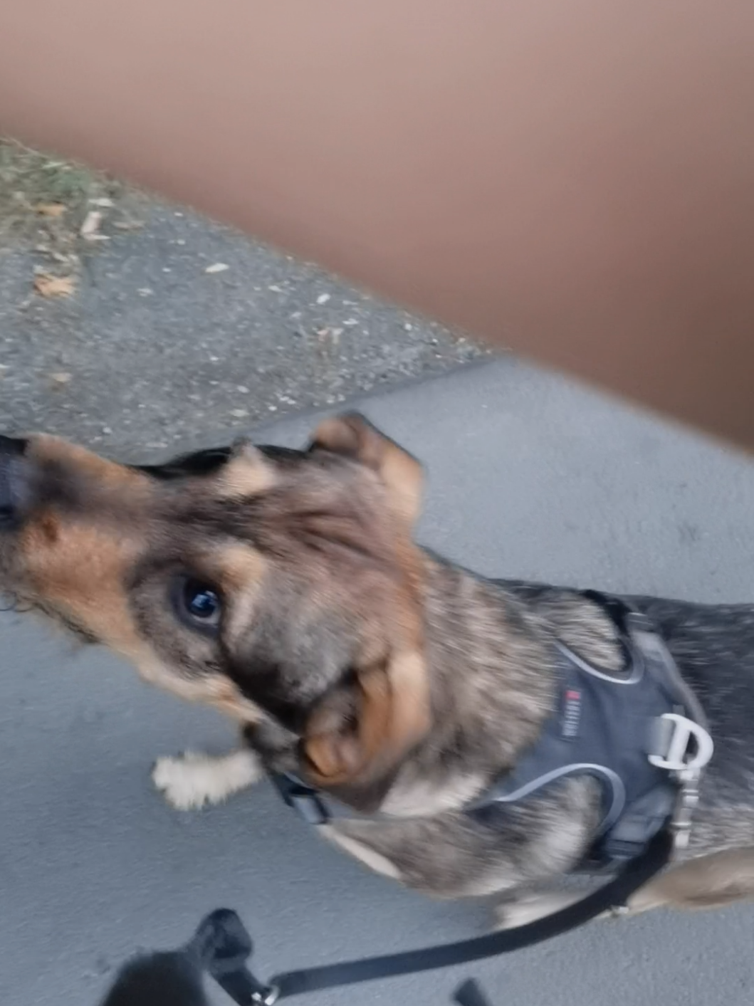 @Ares🐕🐾