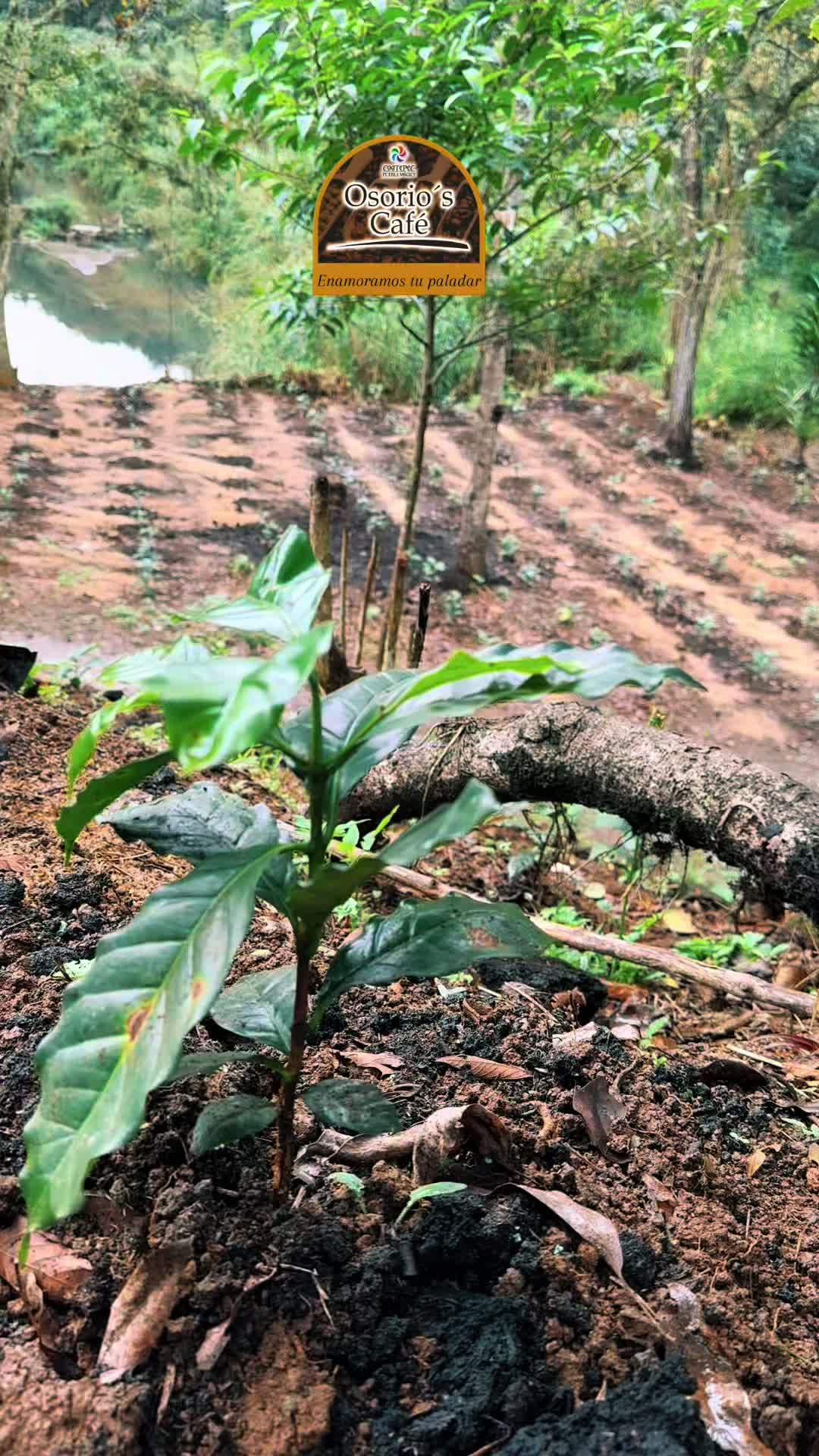 @jardin.de.la.abeja
