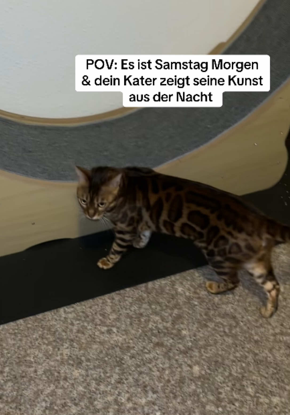 @Cat Mommy 🐆🤎