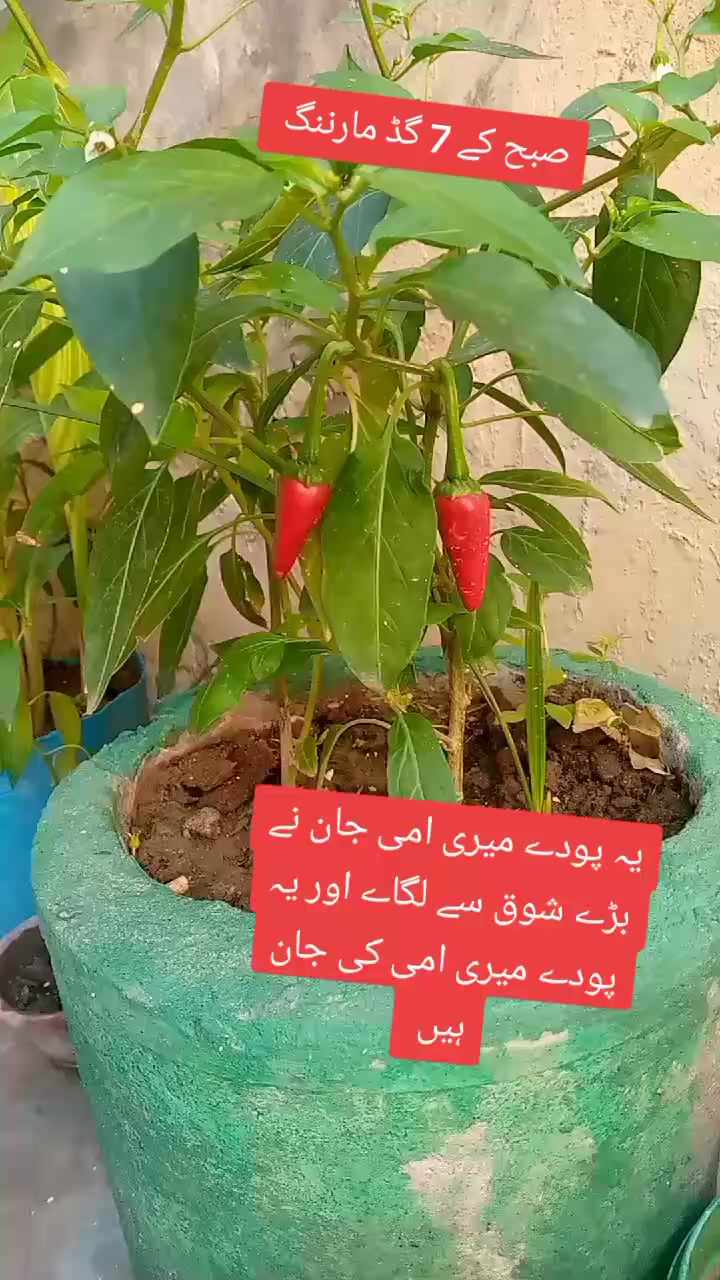 @Baby Fatima