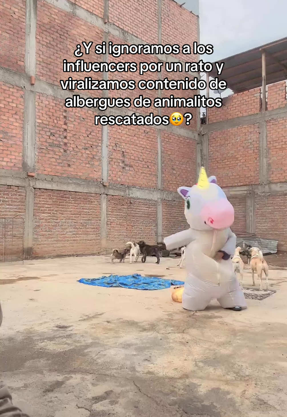 @Cómplices al rescate_11🐾