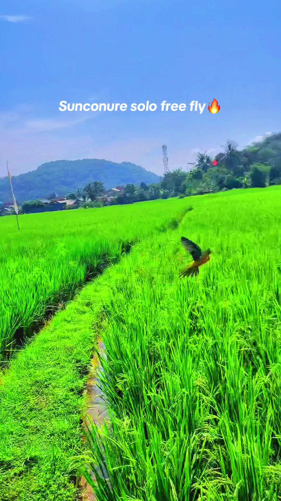 @Seputar Burung Free Fly