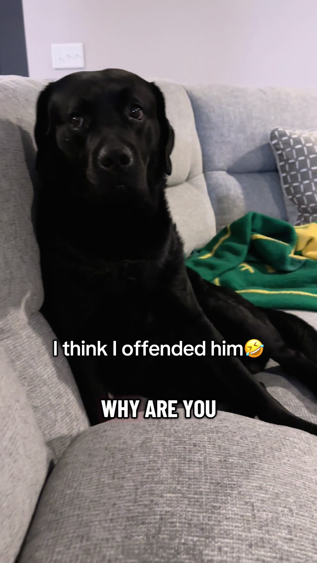 @Gunner the Good Boy Black Lab