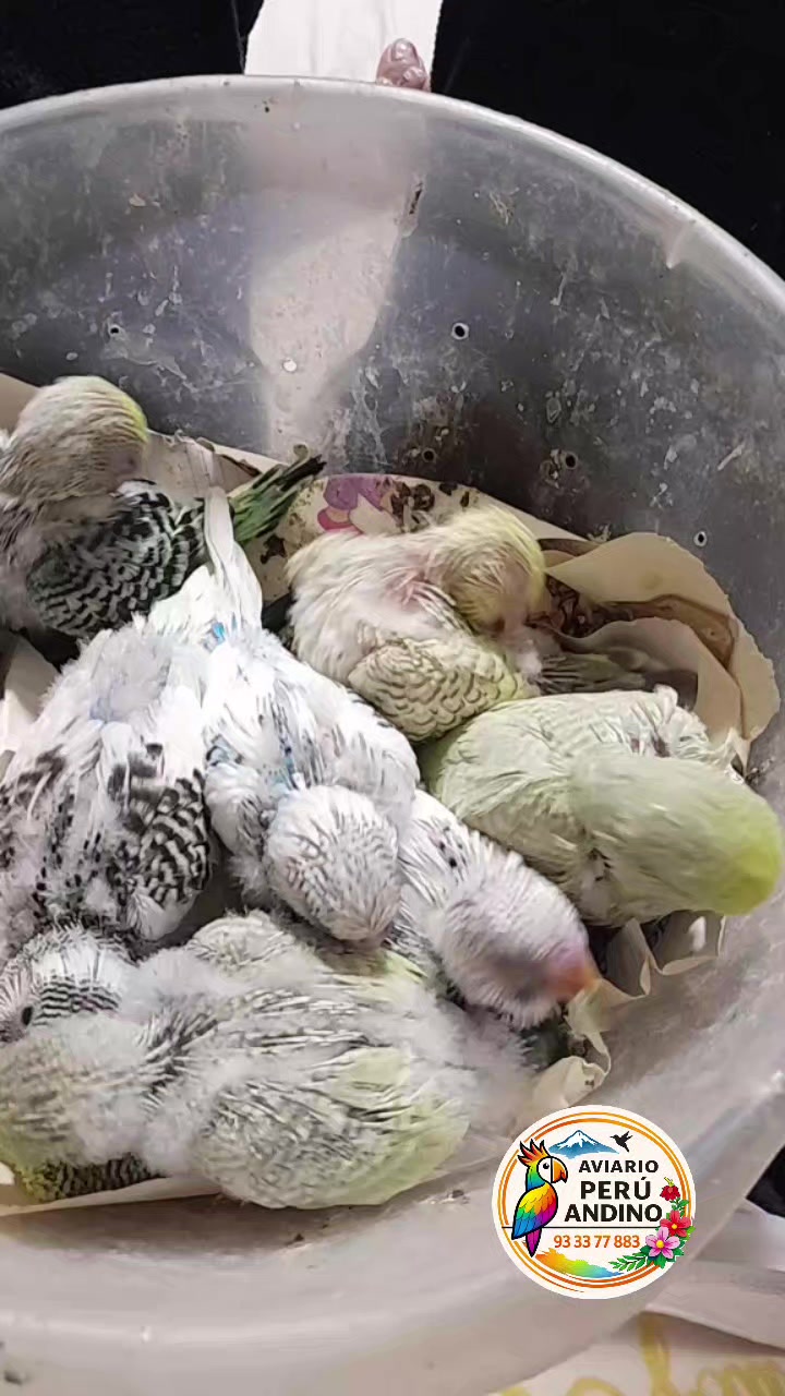 @rhiana tu charapita🏳️🌈