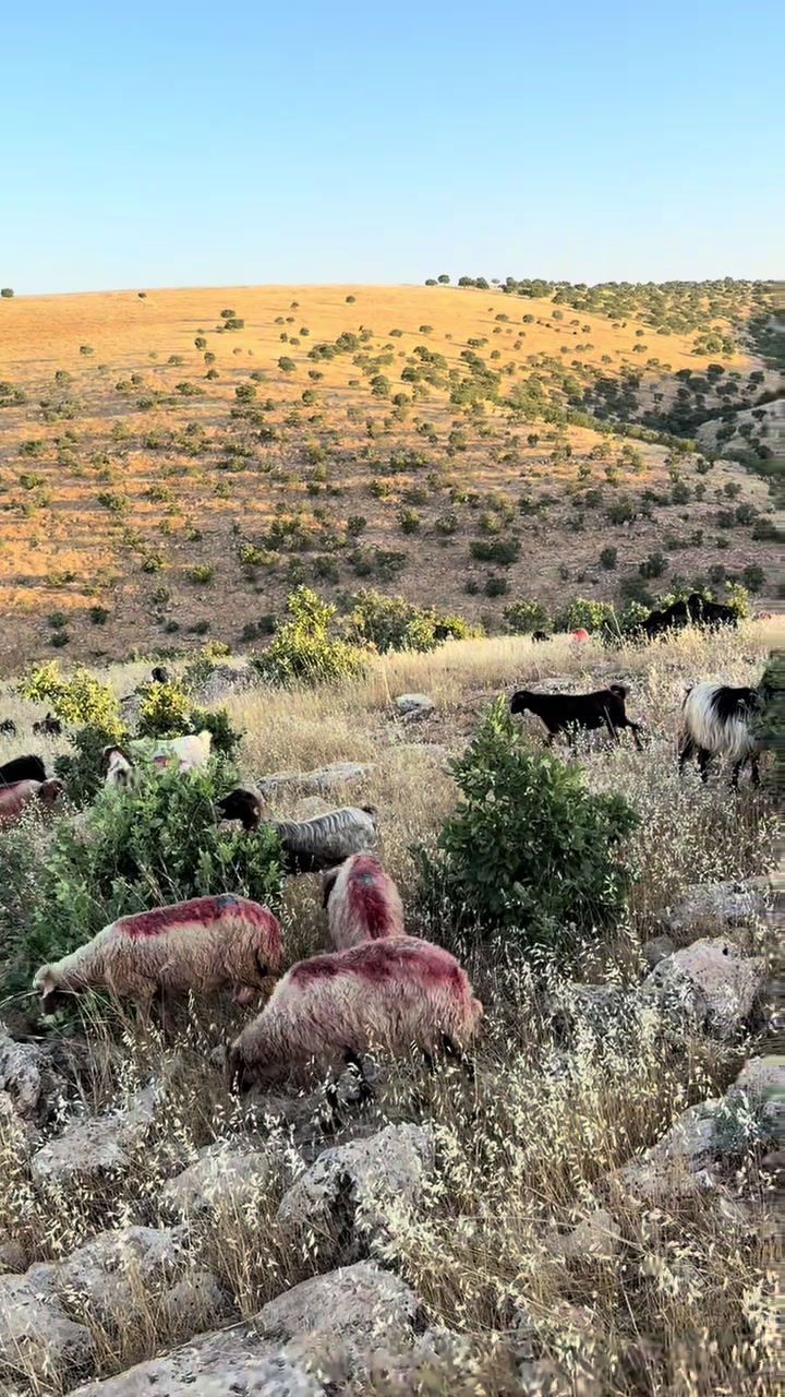 @VEDATDOĞAN2147