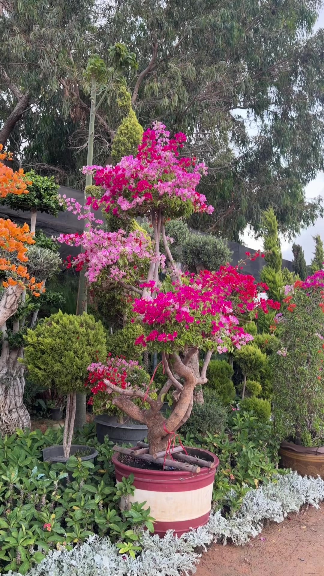 @مشتل البركة