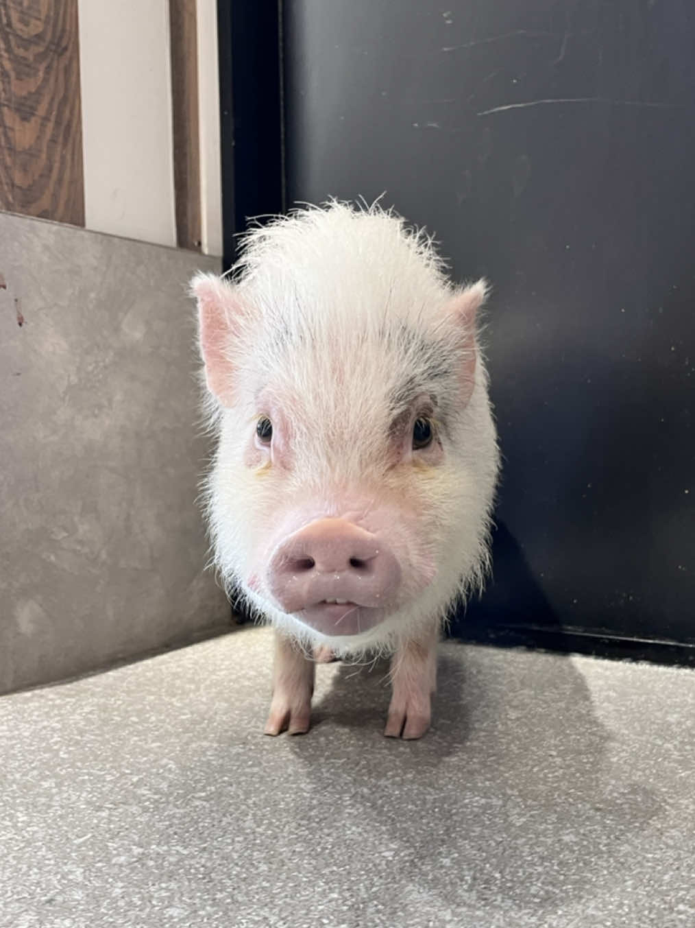@pignic