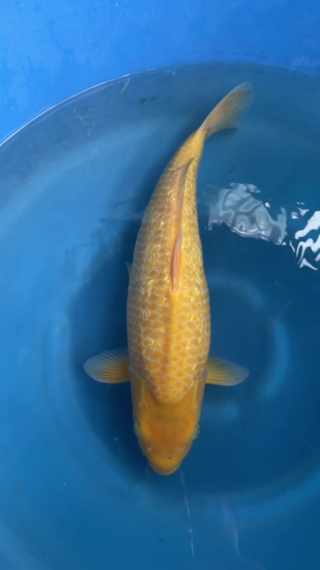 @Khứa lắc vàng