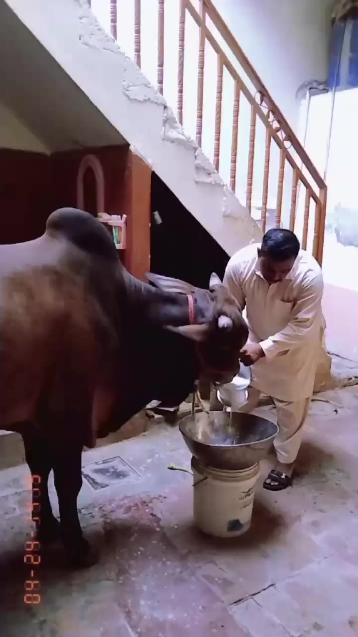 @amanat Kasai