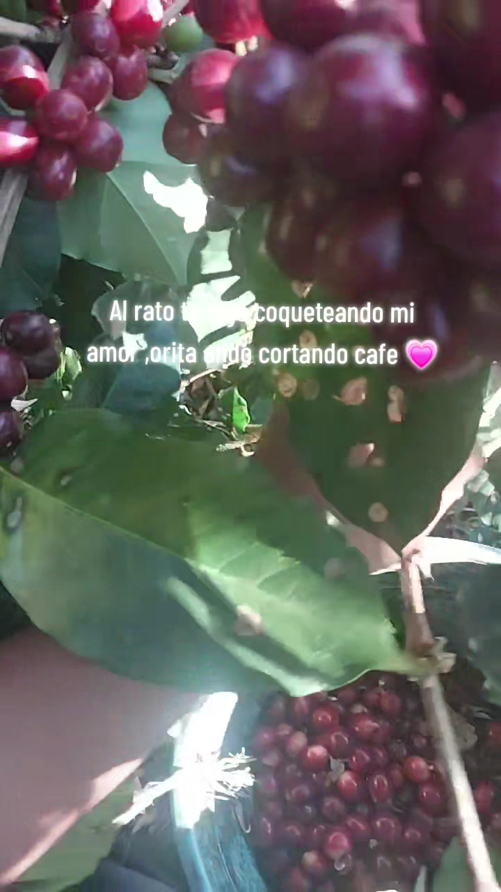 @checo