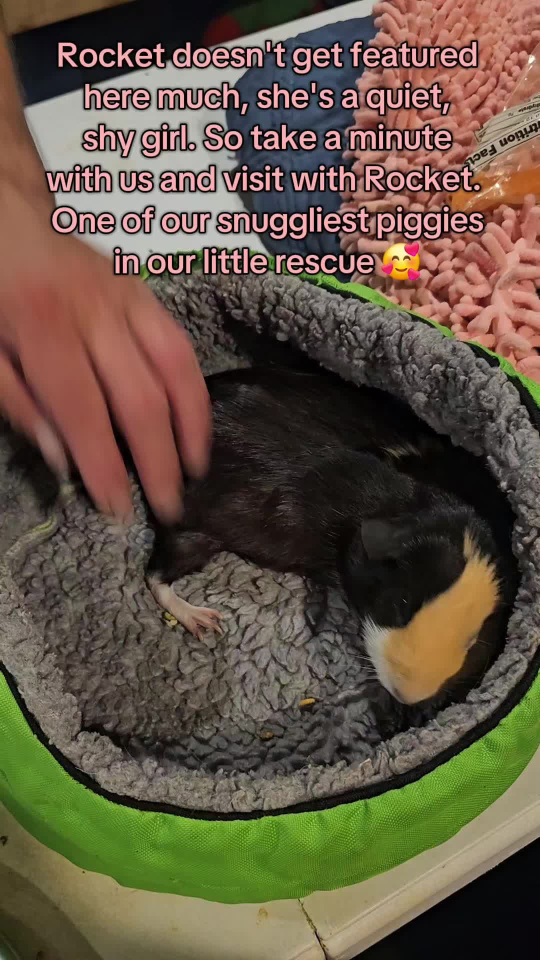 @♡GuineaPiggy♡